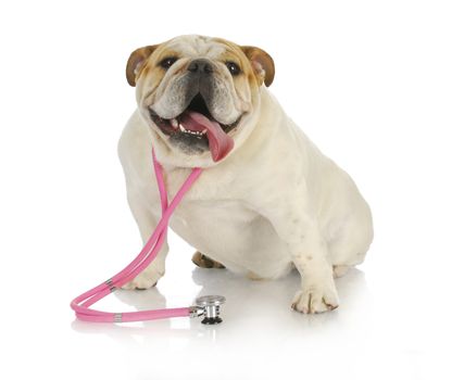 veterinary care - english bulldog wearing pink stethoscope on white background