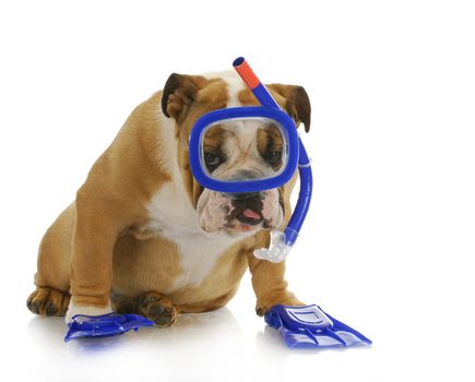 swimming dog - english bulldog wearing snorkeling mask and flippers