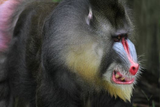 A wildlife shot of a mandrill in captivity