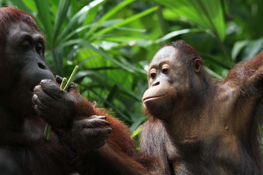 A wild life shot of orangutans in captivity