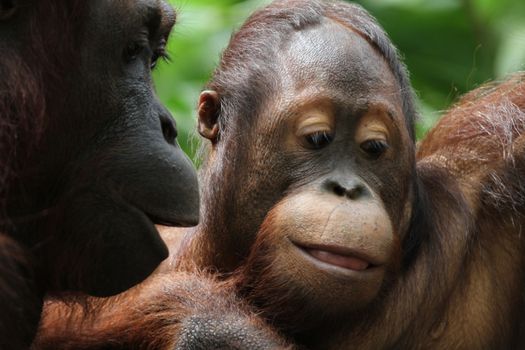 A wild life shot of orangutans in captivity