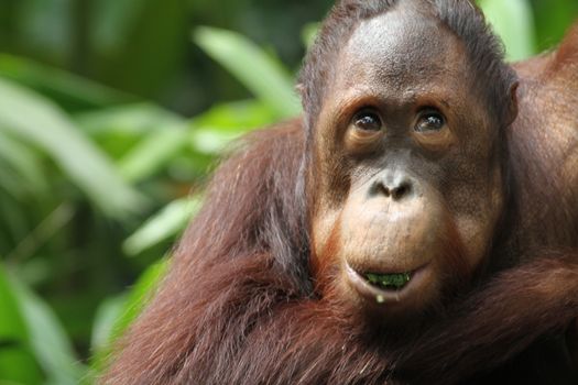 A wild life shot of orangutans in captivity