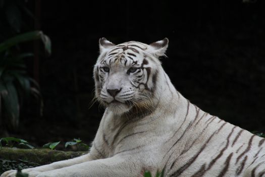 A wild life shot of a white tiger in captivity