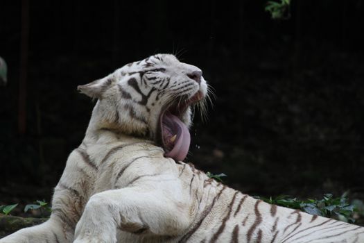 A wild life shot of a white tiger in captivity