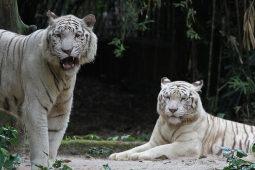 A wild life shot of a white tiger in captivity