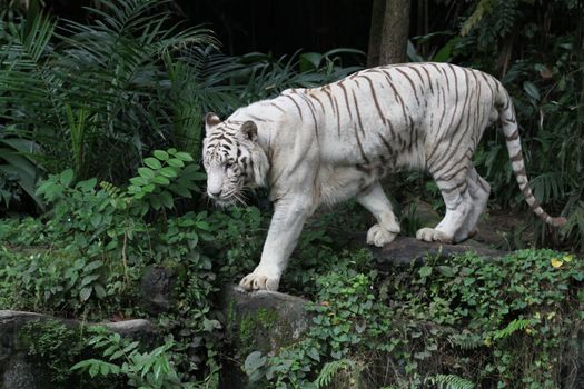 A wild life shot of a white tiger in captivity