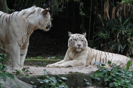 A wild life shot of a white tiger in captivity