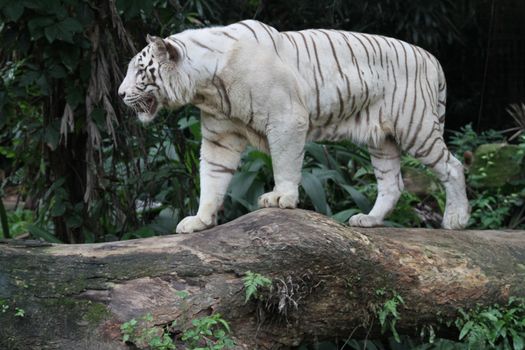 A wild life shot of a white tiger in captivity