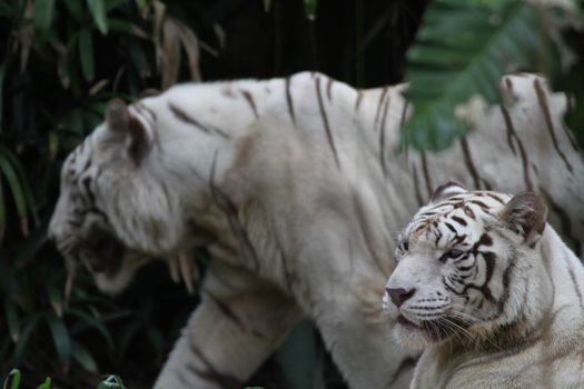 A wild life shot of a white tiger in captivity