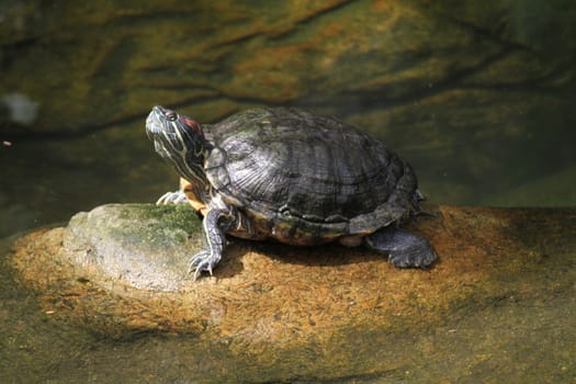 A wild life shot of a turtles in captivity