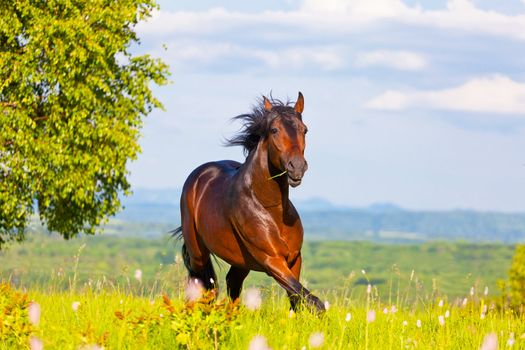 Arab racer runs on a green summer meadow