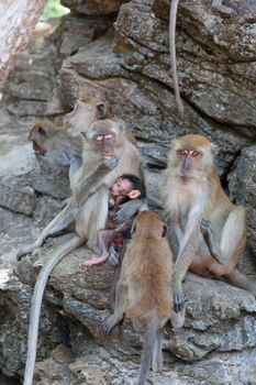 Family of monkeys sits on the rock