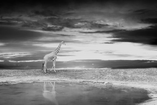 Giraffe on the bank of the lake during a sunset