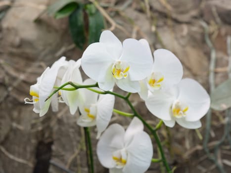 Exotic orchids growing on island Bali