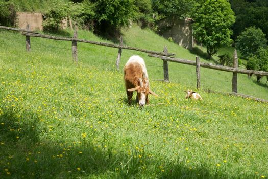 young goat at Asturias countryside in Spain