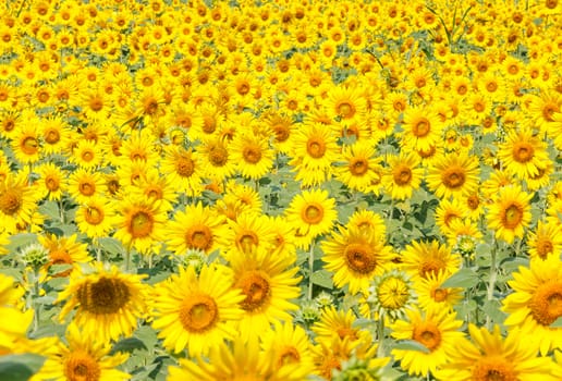 Detail of a field with many sunflowers in sunlight with shallow depth of field