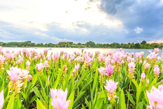 beautiful pink flowers in the garden