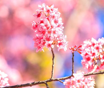 Sakura in winter at Doi Kunwang, Chaing mai Province, Thailand.