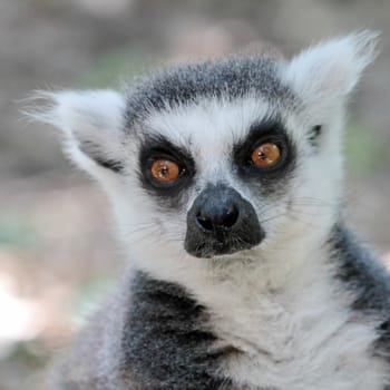 Lemur catta (maki) of Madagascar close up portrait