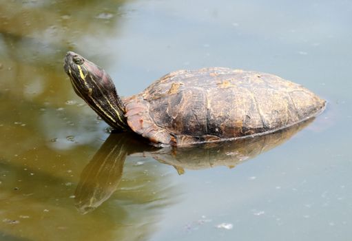Red-eared slider turtle (trachemys scripta elegans) out of water and turning head to the photographer