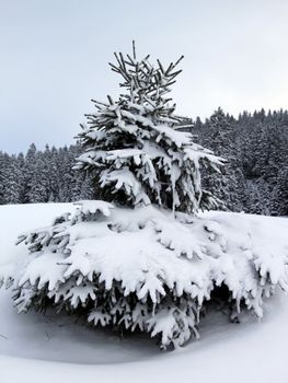 Close up on beautiful fir trees covered with snow in the Jura mountain by cloudy day of winter, Switzerland