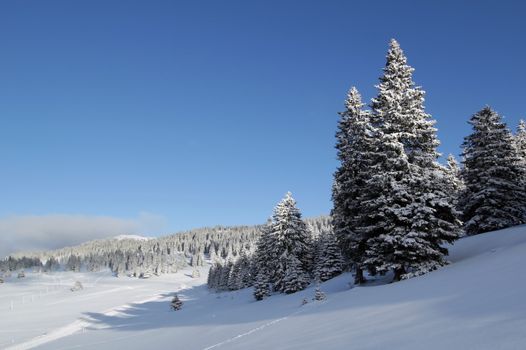 Beautiful fir trees covered with snow in the Jura mountain by cloudy day of winter, Switzerland