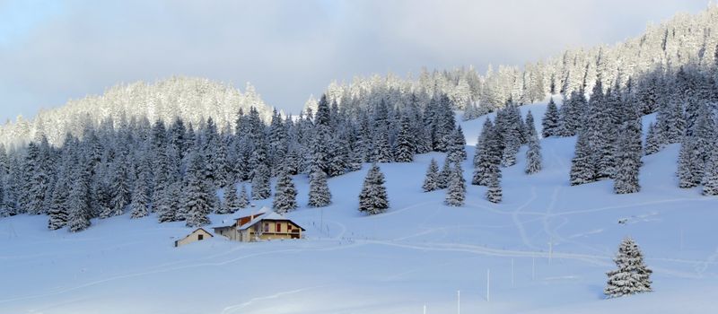 Beautiful fir trees covered with snow next to little house in the Jura mountain by cloudy day of winter, Switzerland