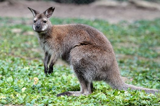 Bennett wallaby (macropus rufogriseus) with red neck standing on the green grass