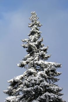 Close up on beautiful fir tree covered with snow