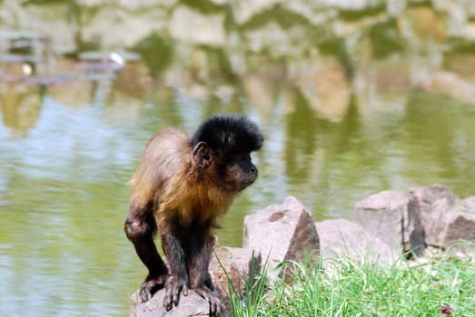 little macaque monkey standing on a rock