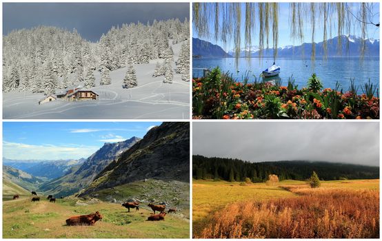 Four seasons landscape collage : spring, summer, autumn, winter