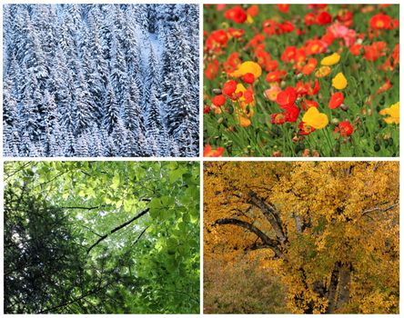 Four seasons collage : spring, summer, autumn, winter