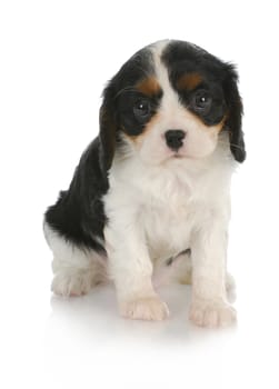 cute puppy - cavalier king charles spaniel puppy sitting on white background - 6 weeks old
