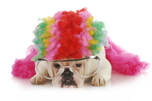 silly dog - english bulldog dressed up like a clown on white background