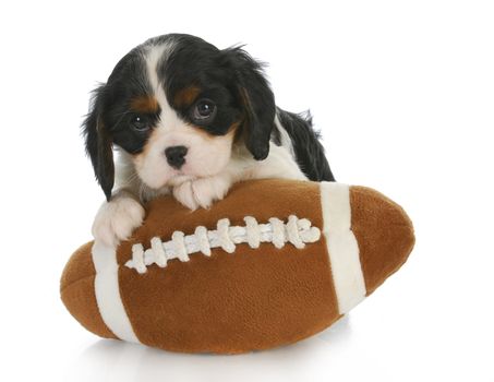 sports hound - adorable cavalier king charles spaniel sitting on stuffed football - 6 weeks old