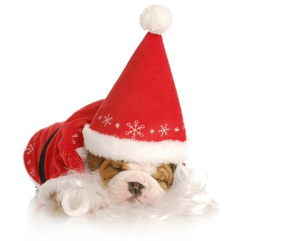 santa puppy - english bulldog wearing santa suit on white background