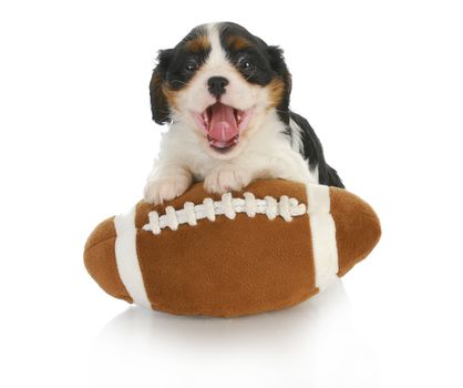 funny puppy- cavalier king charles spaniel with silly expression on stuffed football