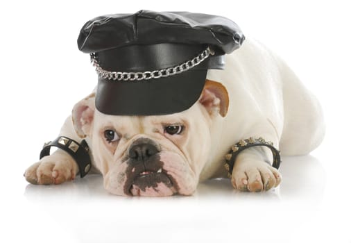 tough dog - english bulldog dressed up like a biker on white background