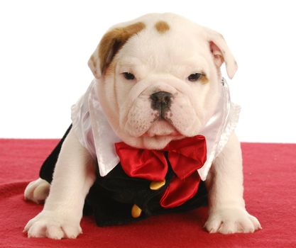 cute puppy - english bulldog puppy wearing formal attire 