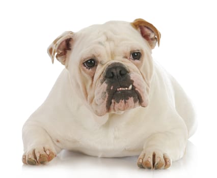 english bulldog laying down on white background - one year old female