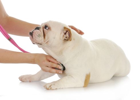 animal health - english bulldog having heart examined by veterinarian