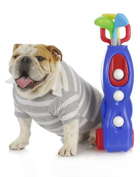 sports hound - english bulldog dressed up to play golf