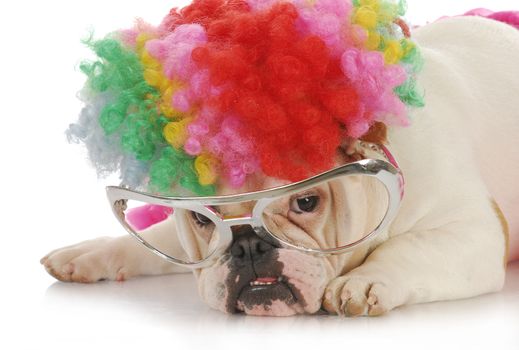 funny dog - english bulldog wearing clown wig and glasses on white background