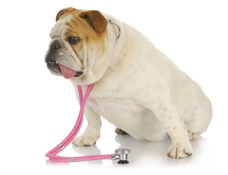 veterinary care - english bulldog with stethoscope around neck on white background