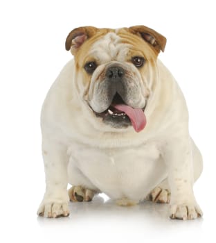 english bulldog sitting with tongue out panting looking at viewer