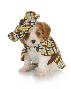 cute puppy - cavalier king charles spaniel wearing plaid coat and matching hat - 6 weeks old