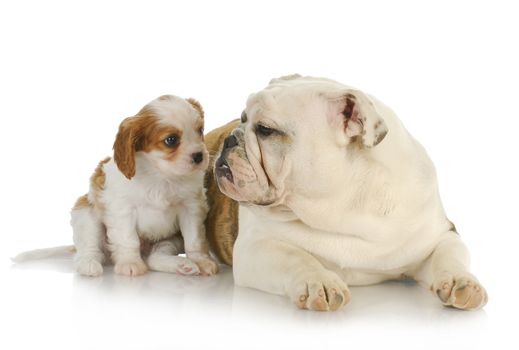 two puppies - cavalier king charles spaniel and english bulldog puppy together 