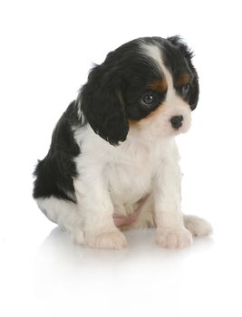 cute puppy - cavalier king charles spaniel puppy sitting on white background - 6 weeks old