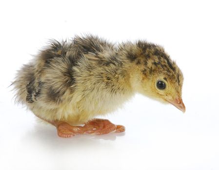 day old bronze turkey on white background