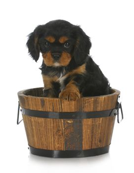 cute puppy - cavalier king charles spaniel sitting in wooden bucket on white background